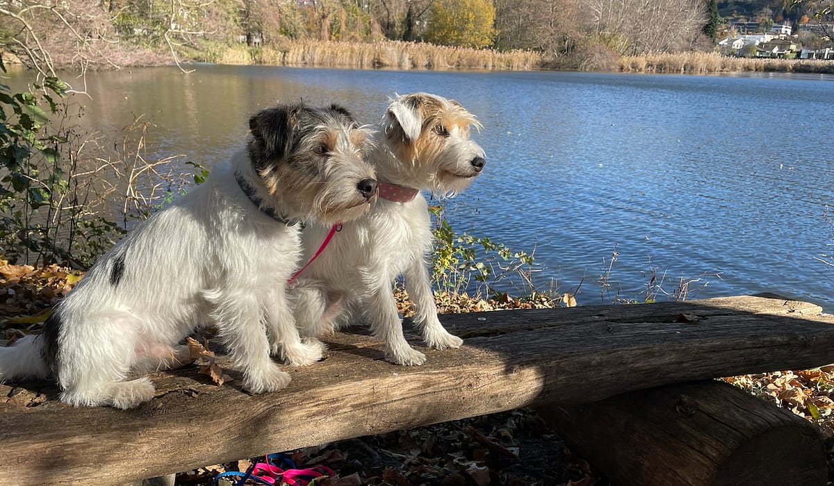 Emilou und Yukon, Krisenkommunikation in Wetzikon